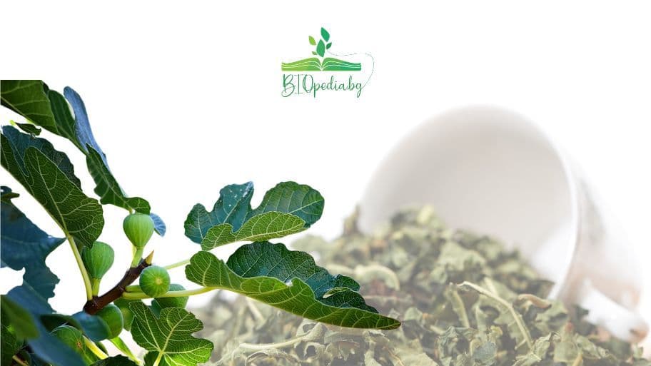 Fig Leaf Tea | Amazing Health Benefits